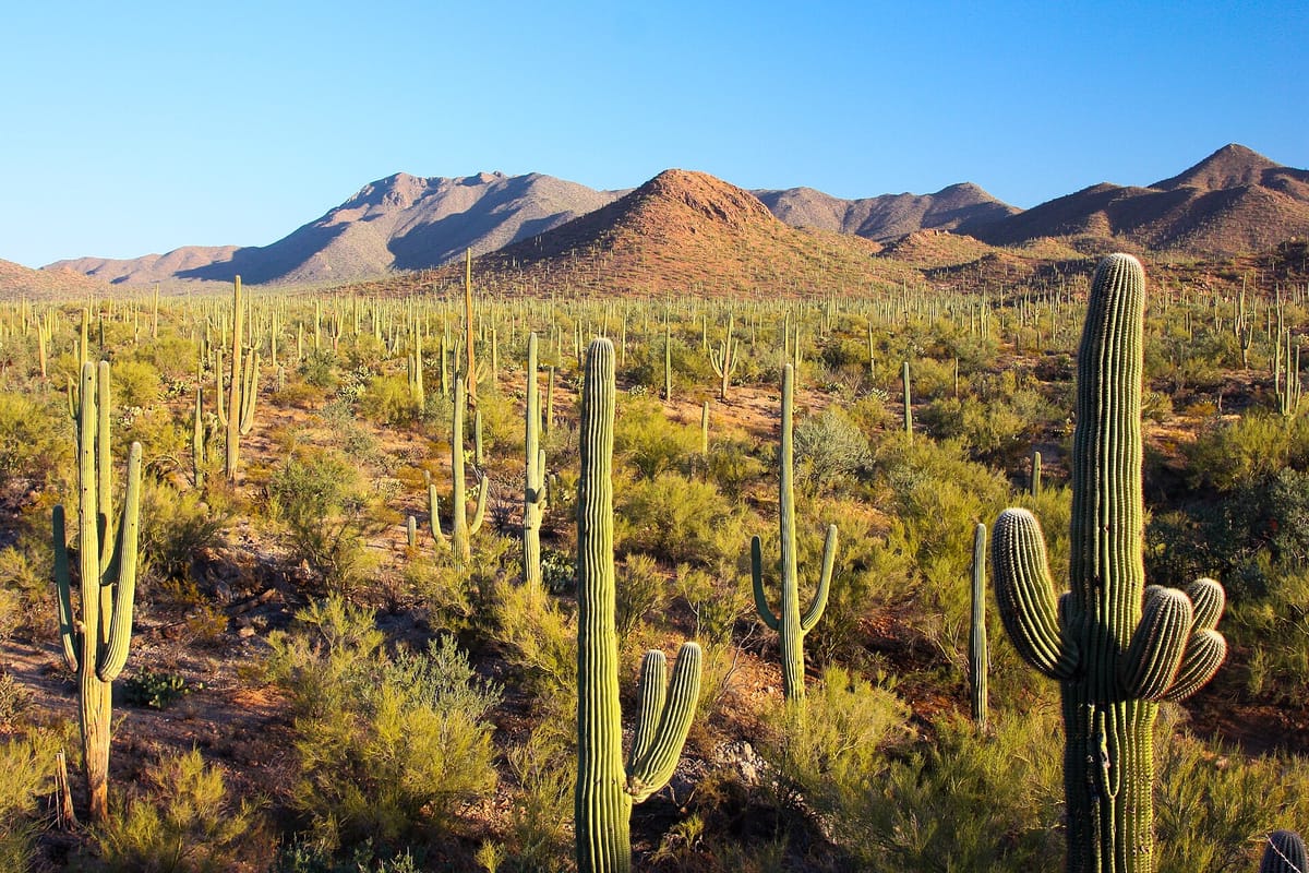 Saguaro cacti in Saguaro National Park, Arizona
