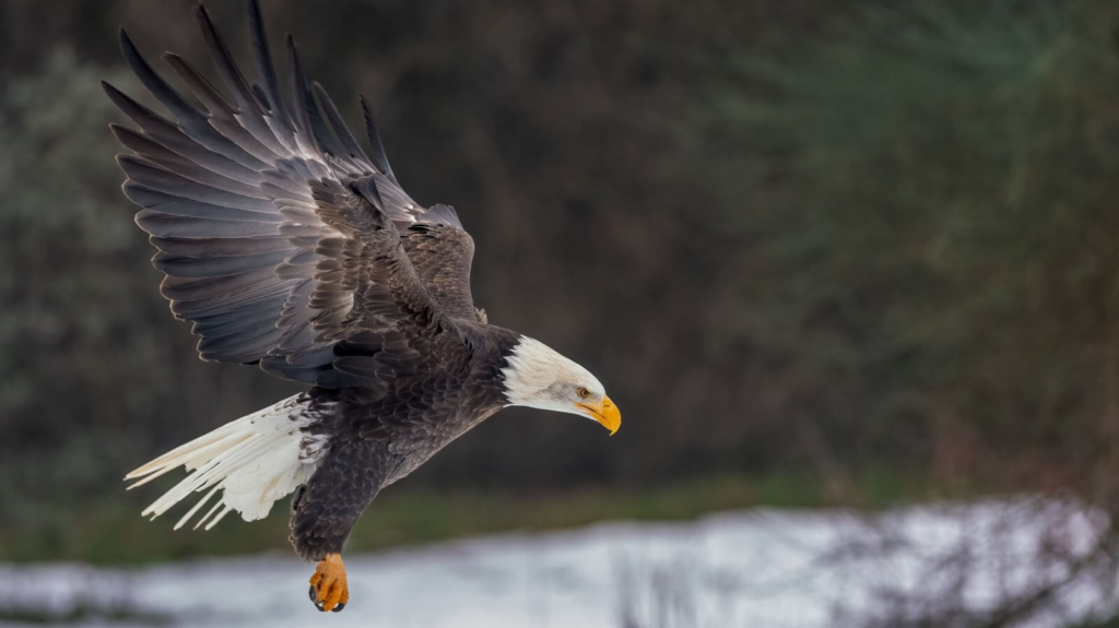 Carolina Raptor Center