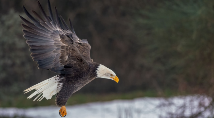 Carolina Raptor Center